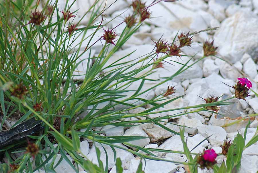 Dianthus carthusianorum / Garofano dei Certosini